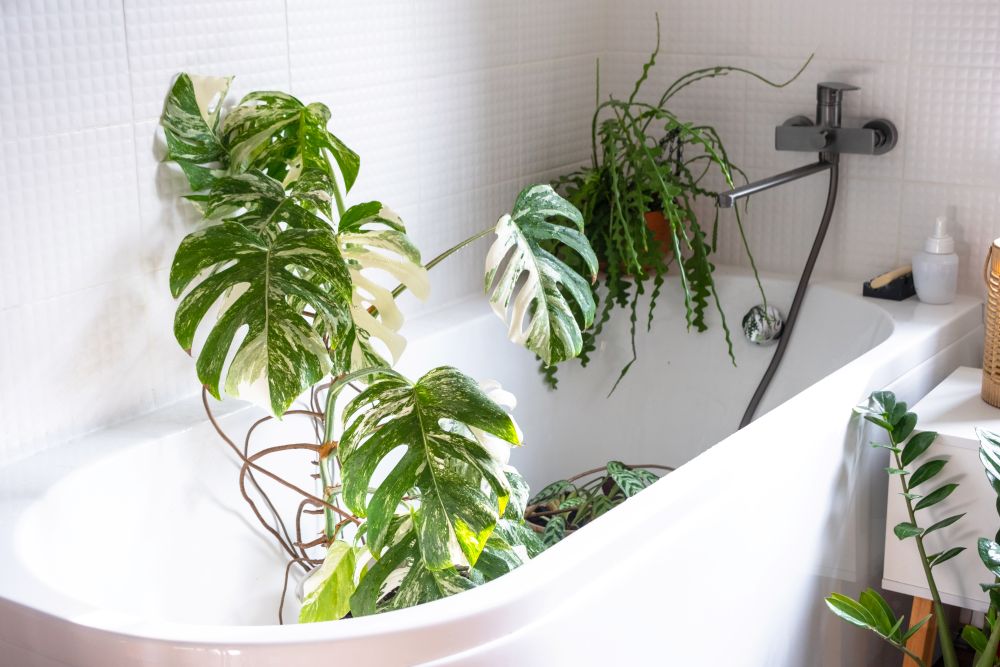 bagno zero waste